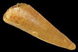 Cretaceous Fossil Crocodile Tooth - Morocco #163821-1